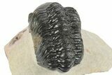 Detailed Reedops Trilobite - Aatchana, Morocco #249809-4